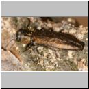 Agrilus viridis f. typica - Prachtkaefer m02 7mm.jpg